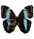 MORPHIDAE