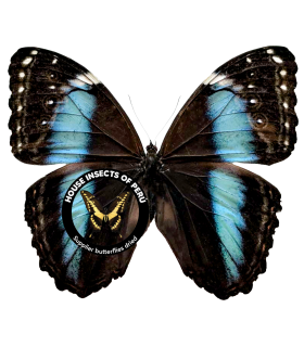 MORPHIDAE