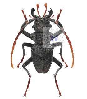 Cerambycidae Prionacalus woytkowskii
