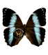 MORPHIDAE