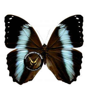 MORPHIDAE