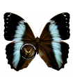 Morpho helenor ssp.floklides