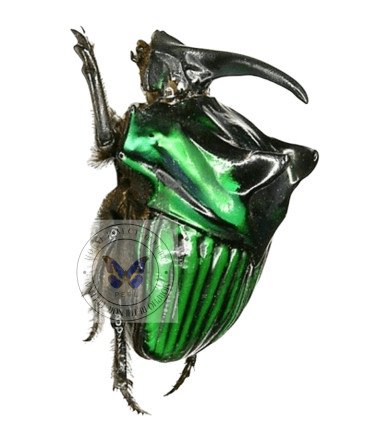 Scarabaeidae Oxysternon conspicillatum