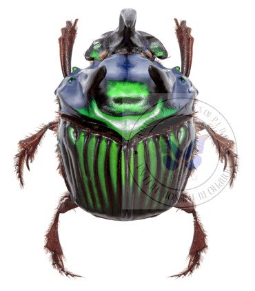 Scarabaeidae Oxysternon conspicillatum
