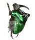Scarabaeidae Oxysternon conspicillatum