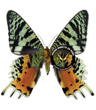 Uraniidae Urania Riphaeus