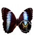 MORPHIDAE