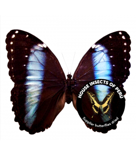MORPHIDAE