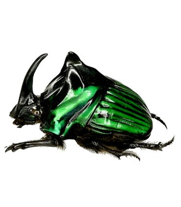 Scarabaeidae Oxysternon conspicillatum