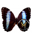 Morpho helenor Floklides(F)