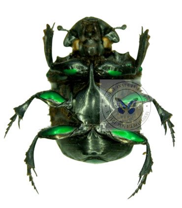 Scarabaeidae Oxysternon conspicillatum
