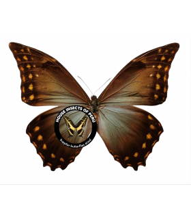 MORPHIDAE