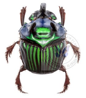 Scarabaeidae Oxysternon conspicillatum