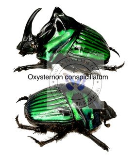 Scarabaeidae Oxysternon conspicillatum(Pairs) male and female