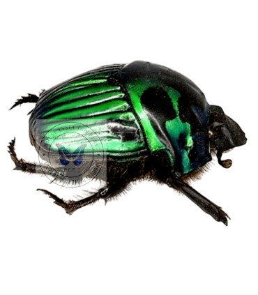 Scarabaeidae Oxysternon conspicillatum(Pairs) male and female