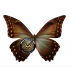 MORPHIDAE