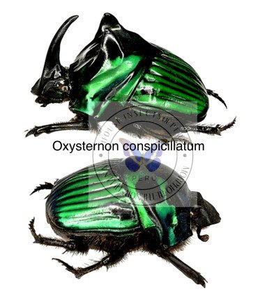 Scarabaeidae Oxysternon conspicillatum(Pairs) male and female