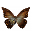 M.amphitrion amphitrion A.1-