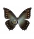 M.amphitrion amphitrion(F)