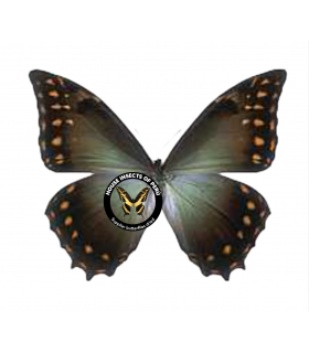 M.amphitrion amphitrion(F)