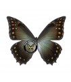 M.amphitrion amphitrion(F)