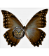 MORPHIDAE