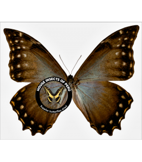 MORPHIDAE