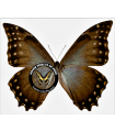M.amphitrion cinereous A.1-
