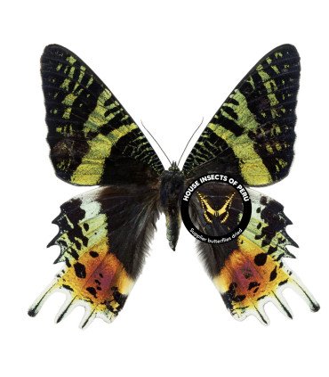 Uraniidae Urania Riphaeus