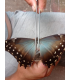 MORPHIDAE