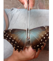 M.amphitrion cinereous(F) 2-