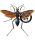 Hymenoptera