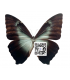 MORPHIDAE