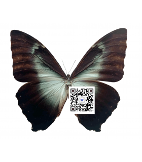 MORPHIDAE
