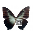 M.cisseis ssp. gahua A.1-