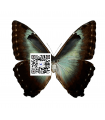 Morpho cisseis gahua(F)