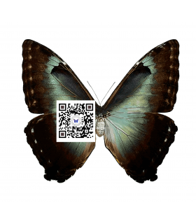 MORPHIDAE