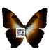 MORPHIDAE
