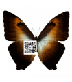 M.cisseis phanodemus gahua A.1-