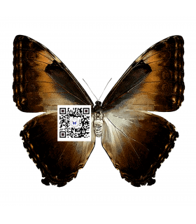 M.c. phanademus  gahua(F)