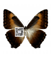 M.c. phanademus  gahua(F)