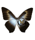 MORPHIDAE