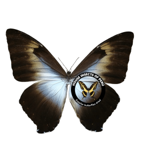 MORPHIDAE
