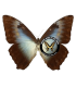 MORPHIDAE