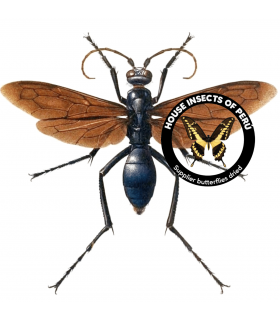 Hymenoptera