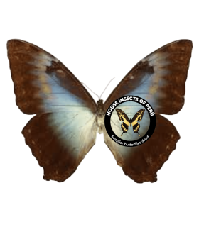 MORPHIDAE