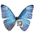 MORPHIDAE