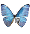 Morpho adonis huallaga