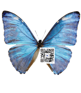 MORPHIDAE
