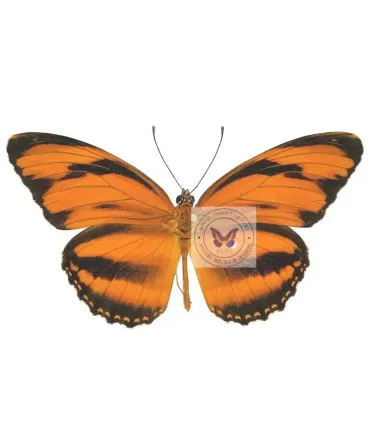 Heliconidae Dryadula Phaetusa